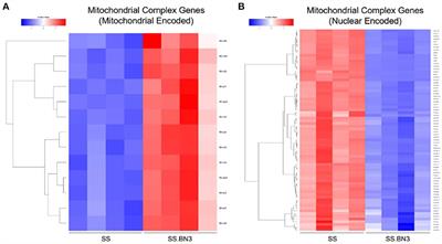 Differences in Expression of Mitochondrial Complexes Due to Genetic Variants May Alter Sensitivity to Radiation-Induced Cardiac Dysfunction